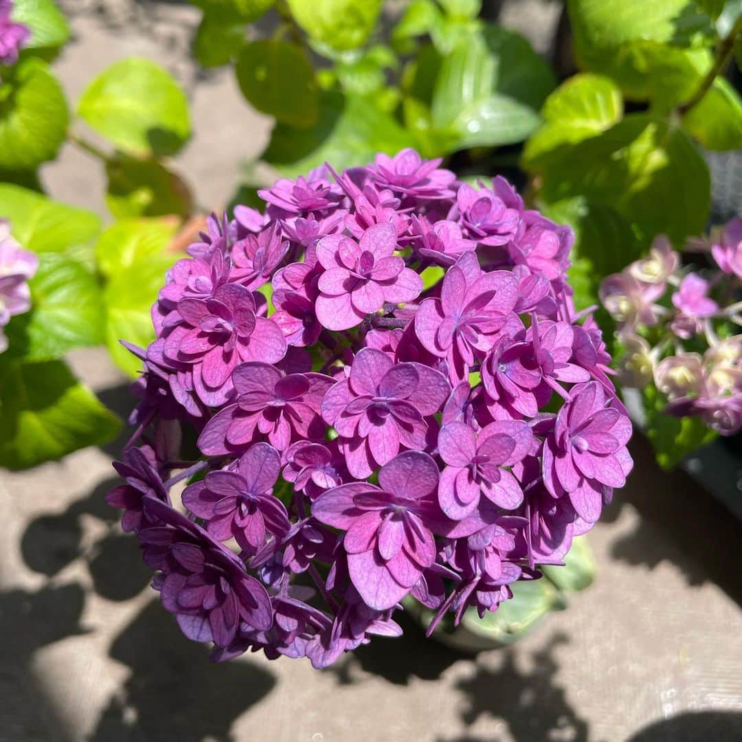住吉美紀さんのインスタグラム写真 - (住吉美紀Instagram)「#ベランダ植物園 ジャーナル。#紫陽花 の色が日に日に濃くなる。目の保養。 ベランダコーヒーにも最適の季節。 #美咲小町」5月27日 21時19分 - miki_sumiyoshi