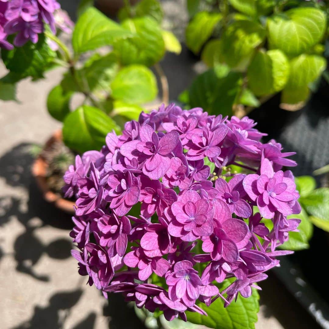 住吉美紀さんのインスタグラム写真 - (住吉美紀Instagram)「#ベランダ植物園 ジャーナル。#紫陽花 の色が日に日に濃くなる。目の保養。 ベランダコーヒーにも最適の季節。 #美咲小町」5月27日 21時19分 - miki_sumiyoshi
