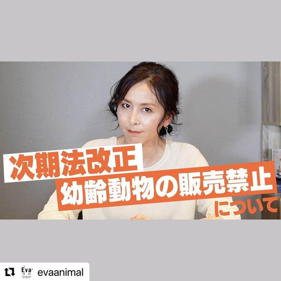 杉本彩さんのインスタグラム写真 - (杉本彩Instagram)「#Repost @evaanimal with @use.repost ・・・ 今回のEvaチャンネルは前回に引き続き「動愛法改正」についてです。 今回は「幼齢動物の販売禁止」について。  幼齢動物の販売禁止が実現すれば、ペットショップでの無責任な衝動買いや、犯罪目的での容易な購入を防ぐことができます。  また、そもそも、劣悪な繁殖業者が減らない要因や、一度犯罪を起こし処分されても尚知人を介し隠れて業を営む理由は、幼齢動物が高値で売れるからです。 ペットショップでの幼齢動物の販売禁止が実現すれば、このような悪徳繁殖業者も淘汰できると考えています。  またイギリスやフランスでも導入されている規制ですので、日本でも実現可能だと考えています。  詳しくは、是非動画をご覧ください！  [share]#92 次期法改正についてお話しします！3【幼齢動物の販売禁止】 https://youtu.be/UflfqYbvVxI  #動物愛護管理法 #法改正 #幼齢動物の販売禁止 #杉本彩 #動物環境福祉協会eva ------------------------------ 【お知らせ】 保護犬・保護猫のビフォー＆アフターのお写真を募集します！！ 動画の最後や「みんなの保護犬・保護猫 ビフォー＆アフター！」でご紹介します。 ■保護犬・保護猫のお名前 ■飼い主様のお名前（掲載可否をお書きください。名字だけ。イニシャル等。ご記載がない場合は掲載いたしません。） ■ビフォー＆アフターの写真 ■エピソードや想い（200字程度）　など 上記を記載の上、下記アドレスまでお送り下さい！ 皆さまからのお便り、お待ちしております。 evarights07@gmail.com ------------------------------」5月28日 7時29分 - sugimoto_aya0719