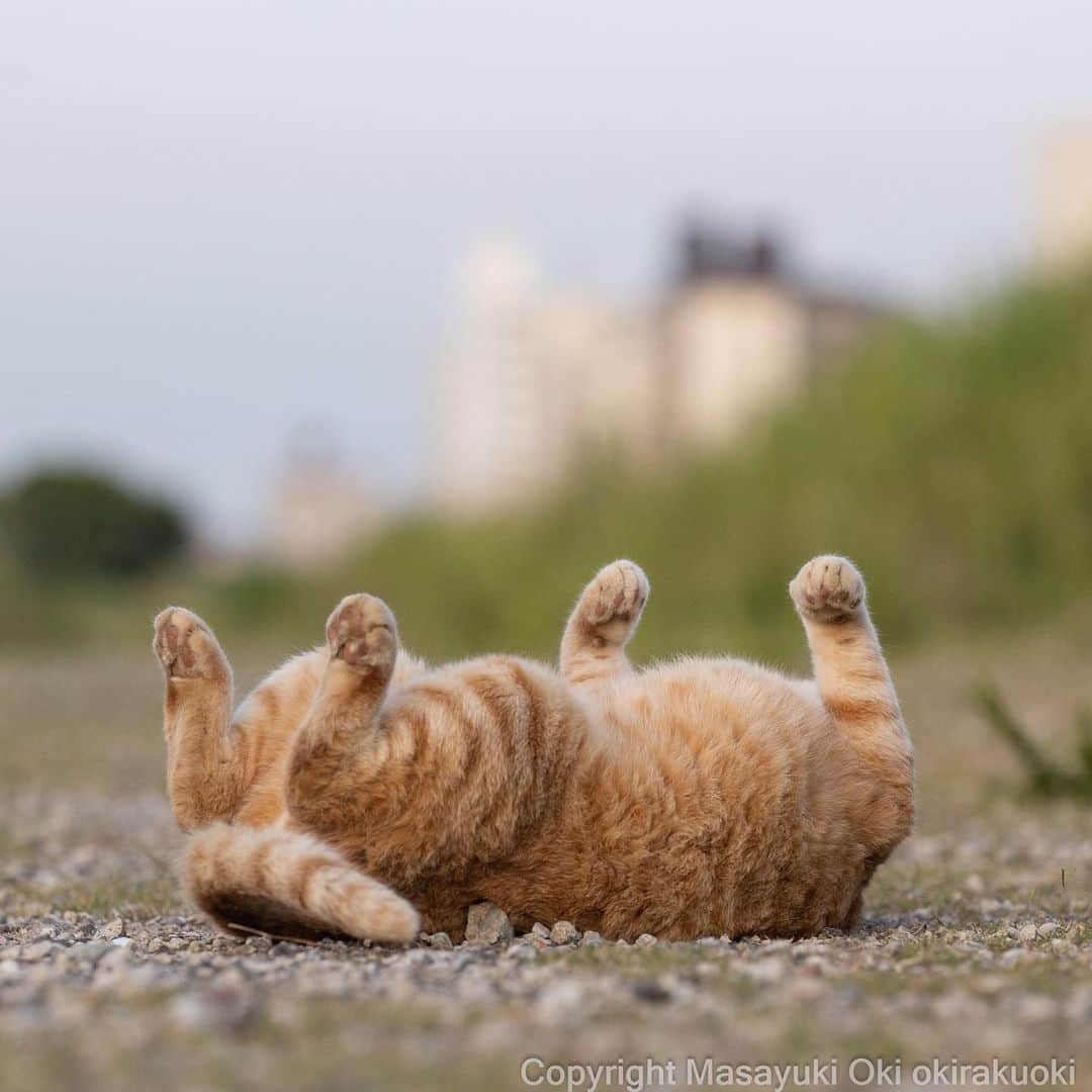 Masayukiさんのインスタグラム写真 - (MasayukiInstagram)「お手上げ。  #cat #ねこ #猫 #東京カメラ部 #nekoclub  #mmgtw #my_eos_photo  #yourshotphotographer」5月28日 7時49分 - okirakuoki