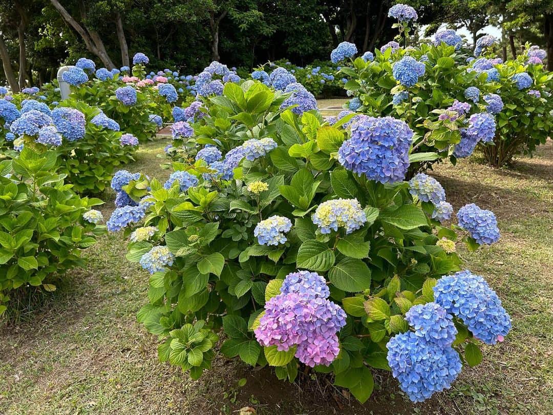安藤優子さんのインスタグラム写真 - (安藤優子Instagram)「紫陽花‼️  お早うございます‼️  今朝は陽射しがキツくなる前に、海の公園へ。  色とりどりの紫陽花を愛でながら。  気持ちのいい風に吹かれての最高の朝んぽでした。  さっ帰ってご飯にしよ。  #フレンチブルドッグ  #安藤優子」5月28日 8時08分 - yukoando0203