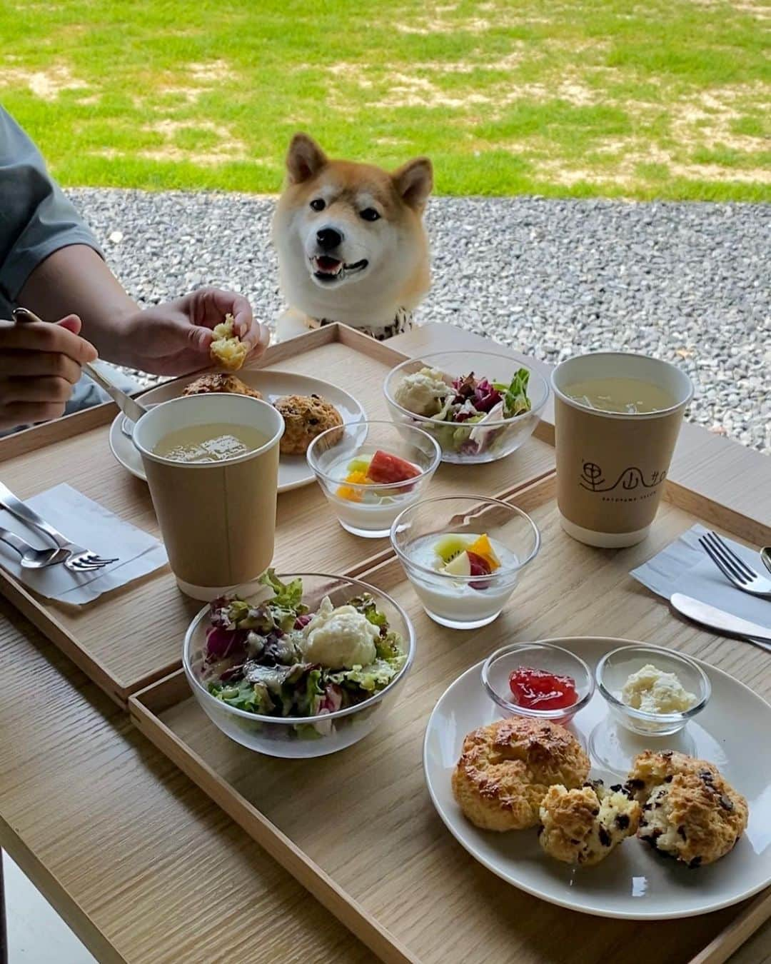 柴犬小雨さんのインスタグラム写真 - (柴犬小雨Instagram)「・ 大好きなゴンタママにナデナデしてもらって、にこにこが止まらないおふたりさん♡ まだまだ甘えんぼーだね🤭 ・ ・ ・ 昨日は幼なじみのゴンタくん @t.kyg とデートしたよ💕 ・ ①〜⑤ 〝里山スタジアム“で待ち合わせ🏟️ お散歩して、敷地内の〝里山サロン“ @satoyama.salon さんでモーニング🍴 スコーンほんのり温かくてホクホク🥯 サラダのドレッシングも美味しかった🥗✨ ・ ⑥⑦ その後は、わんこ達のお楽しみ🎵 海んぽー🏖️ わんプロしたりホリホリしたり、いっぱい遊びました🐕💨 ・ ⑧〜⑩ 遊んだ後は、海沿いに新しく出来たハンバーガーショップ〝うみいろ“ @umiiro2023 さんへ🍔 ボリューム満点美味しかったー😋 テラス席は海風が心地良く、涼しかったです🌊 遊び疲れたわんこ達は、オチリくっつけて仲良くお昼寝してたよ💤 ・ ・ こさめも私も楽しい一日でした♪ ゴンタくん＆ママさん。 いつもありがとね🍀 ・ ・ ・ #愛媛カフェ  #shiba_snap #shibamania #petstagram #dog  #shibadog  #pet #shiba #shibainu #shibaaaaainu #shibastagram #pecoいぬ部 #dogstagram #子犬#仔犬#狗 #犬のいる暮らし  #こいぬ#いぬのきもち #豆柴#まめしば#しばいぬ #9gag #しばけん #ペット#小狗#柴犬#犬#柴犬小雨#シバイヌ」5月28日 8時19分 - fuji_jun1205