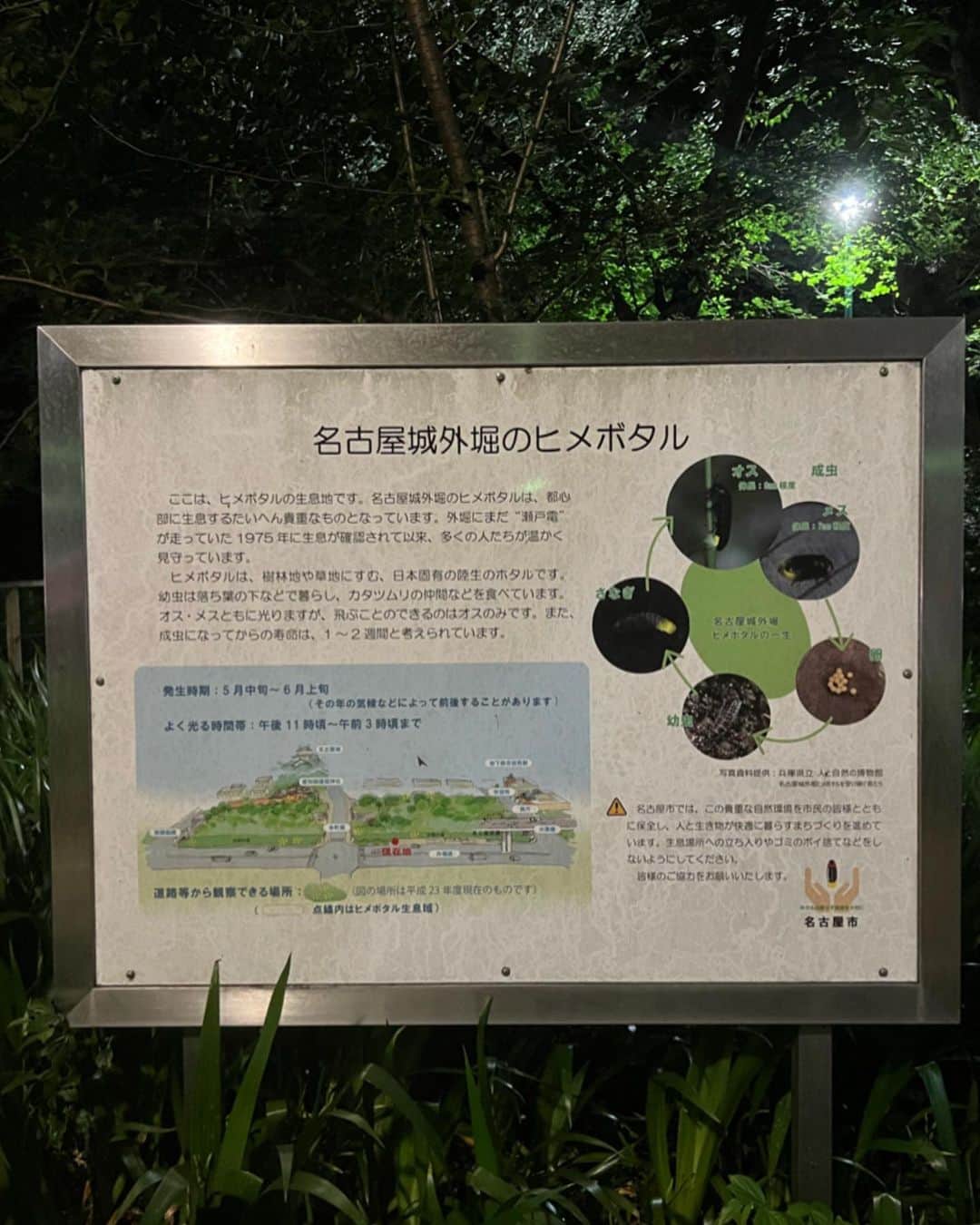 AZUSAさんのインスタグラム写真 - (AZUSAInstagram)「名古屋城外堀のヒメボタルを見に家族で夜ふかし。23:42。待つ。ただ待つ。  夜の植物。迫力。」5月27日 23時43分 - azubeatradio