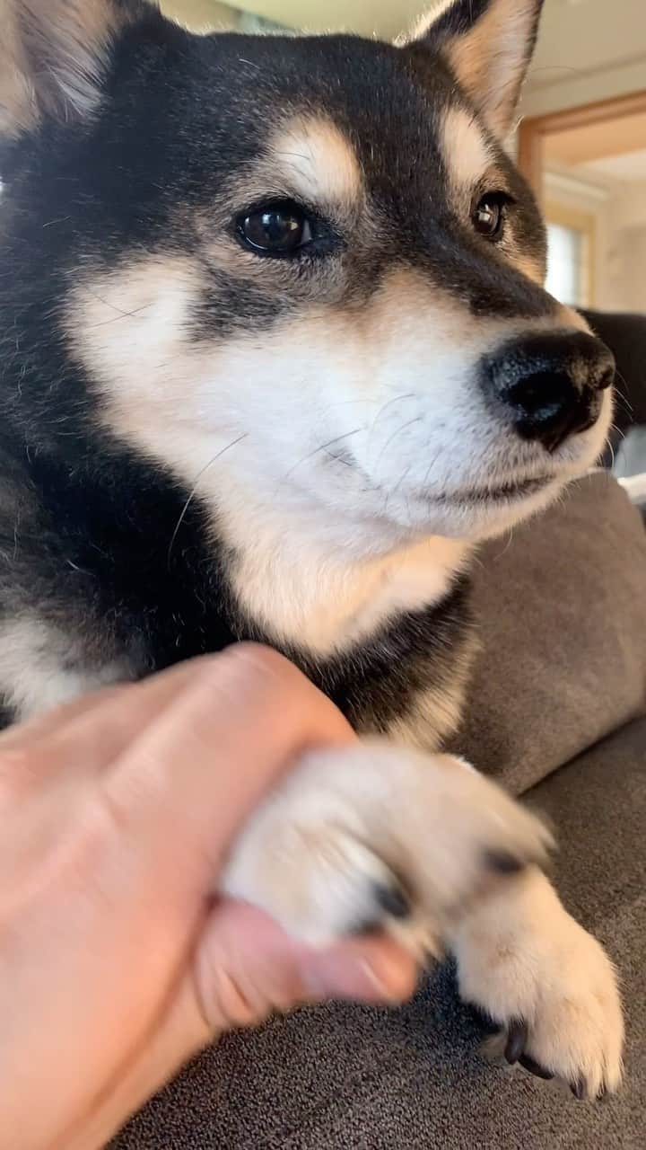 吾子のインスタグラム：「・ ・ ・ ・ ・ なんかちょうだいー🐶❤️ ・ ・ ・ ・ ・ ・ ・ ・ ・ ・ ・ ・ ・ ・ ・ ・ ・ ・ ・ ・ ・ ・ #そろそろご飯🐶❓ #ブッチがたべたいなあ❤️ #sapporo  ・ 北海道の柴犬 #柴北会 の皆ワン🐶あったかくなってきたねー ・ #adorable #instadog#shibainu#dog#柴犬ライフ #instashiba#柴犬マニア #9gag #barked #kuroshiba#socute #cutedog#いぬのきもち #黒柴 #dogstagram_japan」
