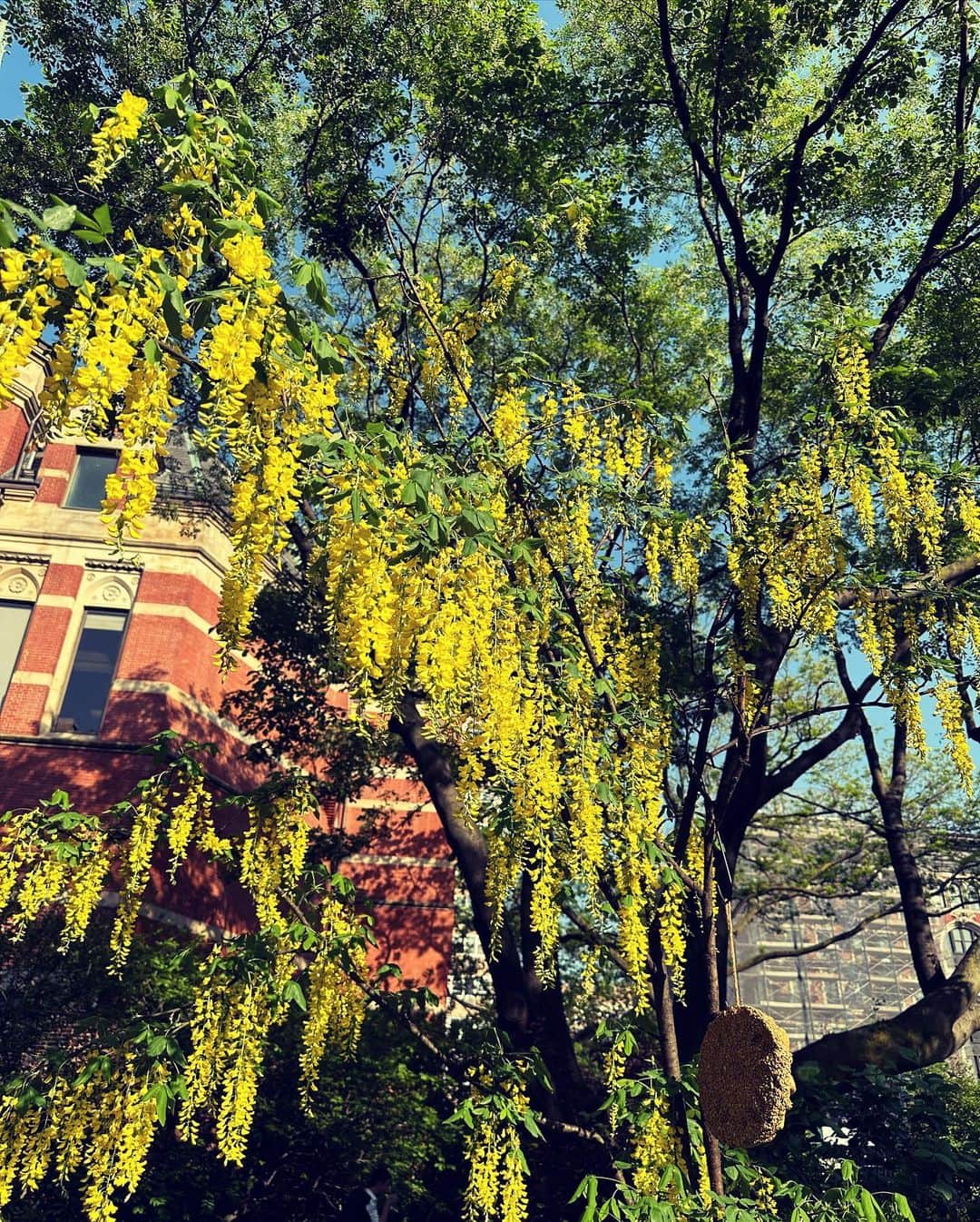 村田沙耶香さんのインスタグラム写真 - (村田沙耶香Instagram)「I love and miss this garden.  この美しい庭が大好きで、恋しいです。」5月28日 0時53分 - sayaka_murata_