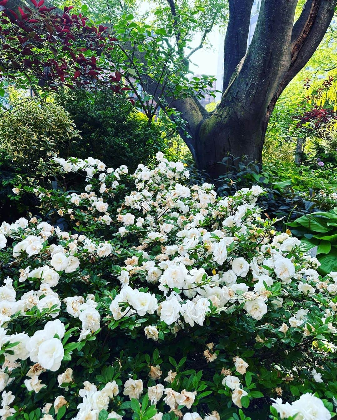 村田沙耶香さんのインスタグラム写真 - (村田沙耶香Instagram)「I love and miss this garden.  この美しい庭が大好きで、恋しいです。」5月28日 0時53分 - sayaka_murata_