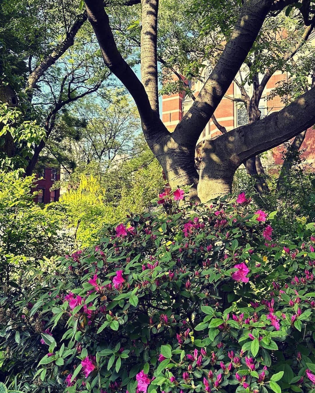 村田沙耶香さんのインスタグラム写真 - (村田沙耶香Instagram)「I love and miss this garden.  この美しい庭が大好きで、恋しいです。」5月28日 0時53分 - sayaka_murata_