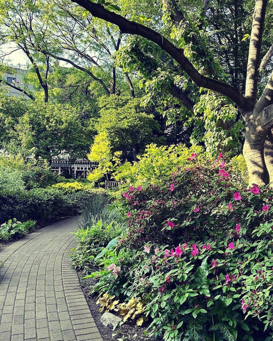 村田沙耶香さんのインスタグラム写真 - (村田沙耶香Instagram)「I love and miss this garden.  この美しい庭が大好きで、恋しいです。」5月28日 0時53分 - sayaka_murata_