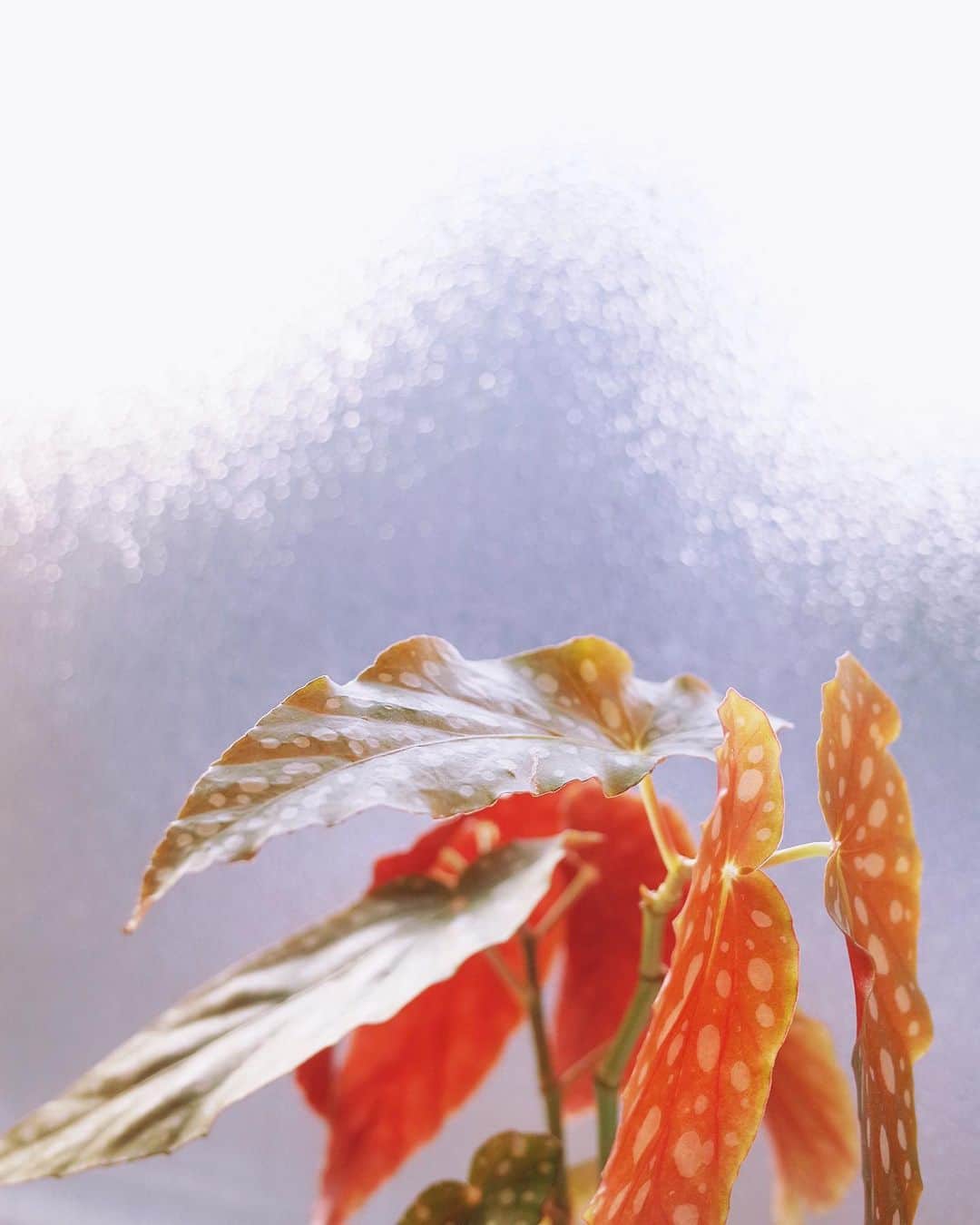 永原真夏さんのインスタグラム写真 - (永原真夏Instagram)「我が家の葉たちが朝日に照らされつやつやと、一緒に暮らしてくれてありがとう𓂃 𓈒 🌿🫧 ✧」5月28日 0時55分 - suika1ban