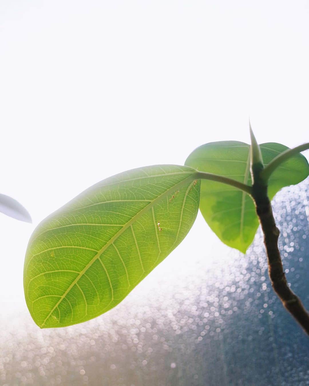 永原真夏さんのインスタグラム写真 - (永原真夏Instagram)「我が家の葉たちが朝日に照らされつやつやと、一緒に暮らしてくれてありがとう𓂃 𓈒 🌿🫧 ✧」5月28日 0時55分 - suika1ban