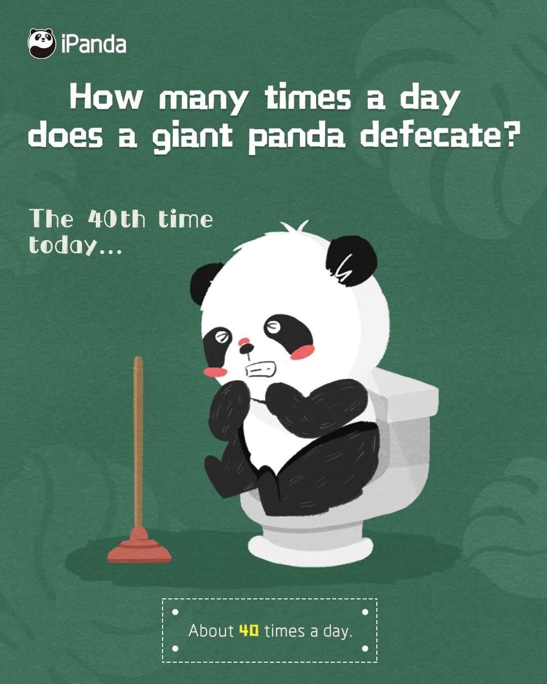 iPandaさんのインスタグラム写真 - (iPandaInstagram)「Q: How many times does a panda poop each day? 💩 💡 A: 3 B: 30 C: 40 D: 50 🕵️‍♀️ 🕵️‍♀️ 🕵️‍♀️ Isn’t it unbelievable? An adult giant panda tends to poop 40 times a day. Because bamboo is low in nutrition, so pandas have to spend at least 12 hours eating each day to keep their digestive tract full. And that is why pandas poop frequently, they might even poop while sleeping and eating. Besides, a company in China has turned panda poop into recycled tissue paper. 😲  #Panda #iPanda #Cute #PandaQA #FunFactsAboutPanda」5月28日 0時59分 - ipandachannel