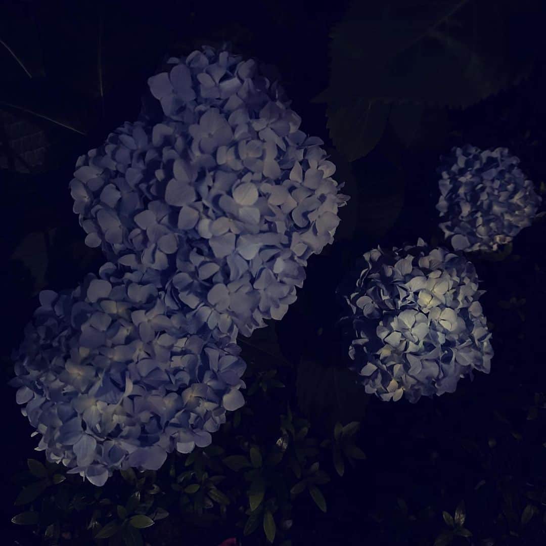 村田沙耶香さんのインスタグラム写真 - (村田沙耶香Instagram)「日本は夜で、少し歩きました。紫陽花がたくさん咲いていました。  It was night in Japan, I walked, and there were many hydrangeas in bloom.」5月28日 1時31分 - sayaka_murata_