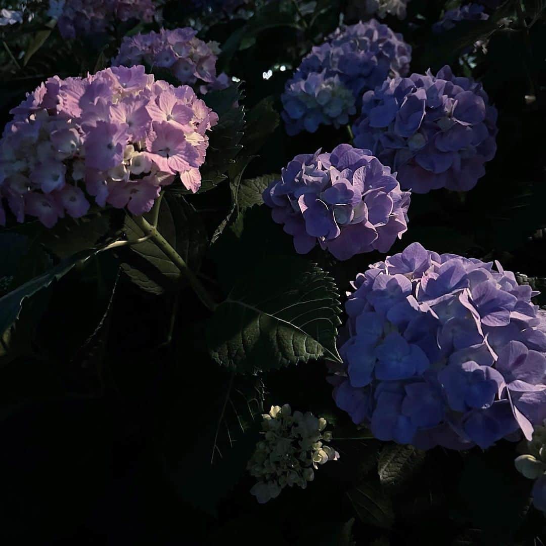 村田沙耶香さんのインスタグラム写真 - (村田沙耶香Instagram)「日本は夜で、少し歩きました。紫陽花がたくさん咲いていました。  It was night in Japan, I walked, and there were many hydrangeas in bloom.」5月28日 1時31分 - sayaka_murata_