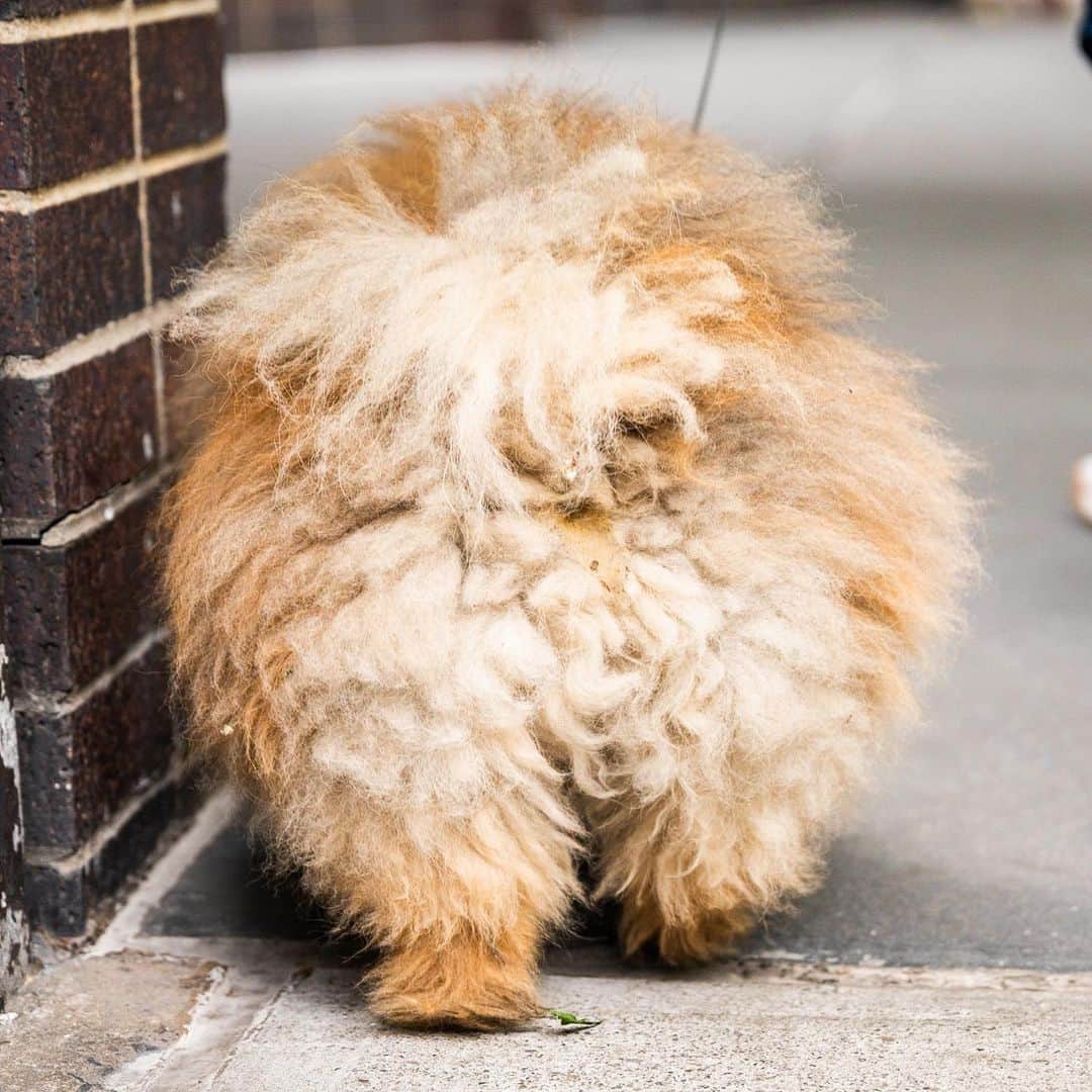 The Dogistさんのインスタグラム写真 - (The DogistInstagram)「Milo, Pomeranian (3 y/o), Bleecker & Broadway, New York, NY • “I brush him every day – people ask why he’s so fluffy, but he’s just naturally like that.”」5月28日 1時37分 - thedogist