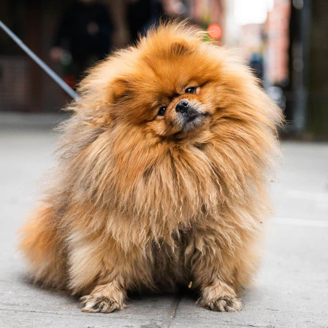 The Dogistさんのインスタグラム写真 - (The DogistInstagram)「Milo, Pomeranian (3 y/o), Bleecker & Broadway, New York, NY • “I brush him every day – people ask why he’s so fluffy, but he’s just naturally like that.”」5月28日 1時37分 - thedogist