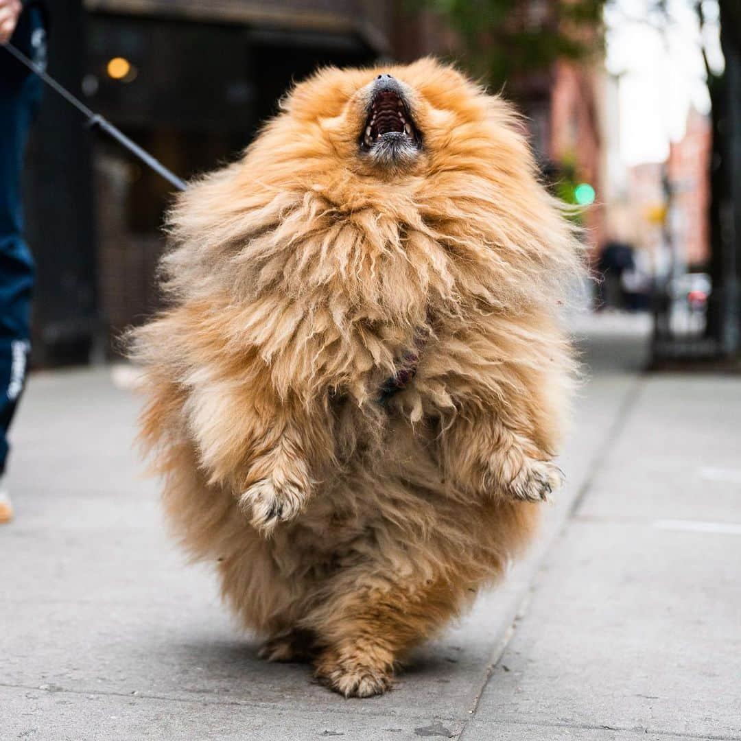 The Dogistさんのインスタグラム写真 - (The DogistInstagram)「Milo, Pomeranian (3 y/o), Bleecker & Broadway, New York, NY • “I brush him every day – people ask why he’s so fluffy, but he’s just naturally like that.”」5月28日 1時37分 - thedogist