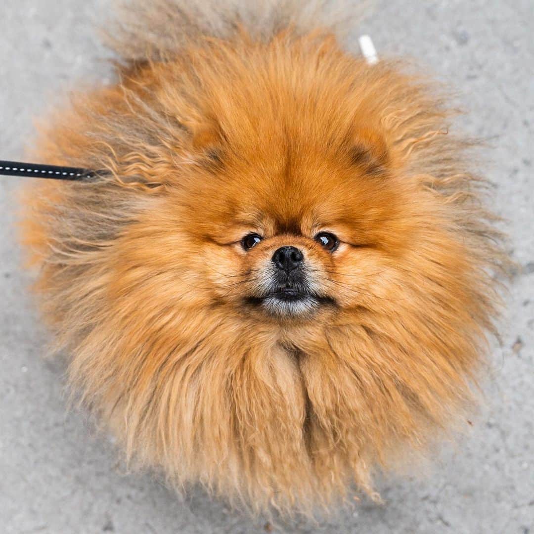 The Dogistのインスタグラム：「Milo, Pomeranian (3 y/o), Bleecker & Broadway, New York, NY • “I brush him every day – people ask why he’s so fluffy, but he’s just naturally like that.”」