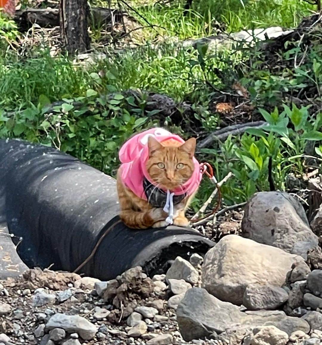The Cats Of Instagramのインスタグラム：「Goldie checking out his new neighbourhood - @jovi_bg」