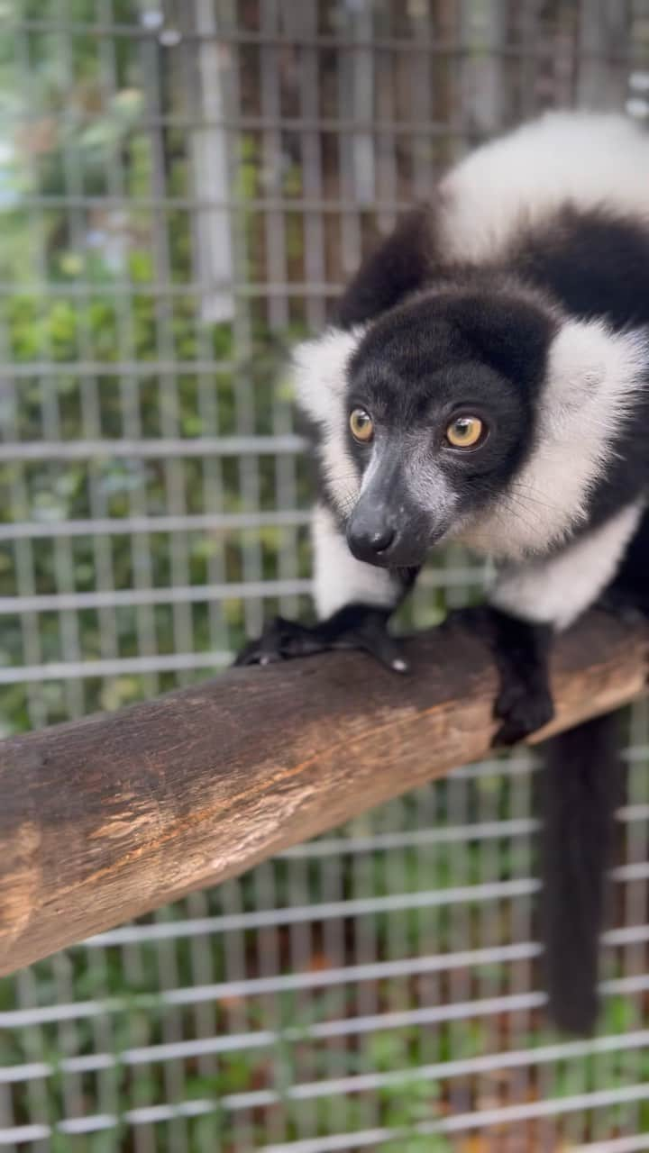 Zoological Wildlife Foundationのインスタグラム：「The ❤️ is real and felt across the park between our animals and the dedicated team of staff & volunteers who work day in and day out to ensure the well-being our wild brothers and sisters who call #zwfmiami home.   Our Black-and-white ruffed lemur Zoey shows @madi.ford some extra lovin’ today during some afternoon enrichment.   Join us this #memorialdayweekend by booking your tour 📞 (305) 969-3696 or visit ZWFMiami.Com.  #wildlife #zwfmiami #monday #lemur #thingstodoinmiami」