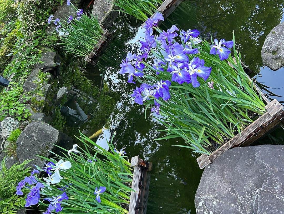 島本真衣さんのインスタグラム写真 - (島本真衣Instagram)「先日逗子&鎌倉に行きました🌴 長谷寺のアジサイはまだまだこれから、という感じでしたが少しだけ咲いていました🤍 花菖蒲の筏が浮かんでいてキレイでしたよ♪  皆さん、素敵な日曜日を🍀  #逗子 #海 #ヤシの木 #リゾート気分 #鎌倉 #長谷寺 #アジサイ #満開 #見たくなります」5月28日 8時49分 - mai_shimamoto_ex