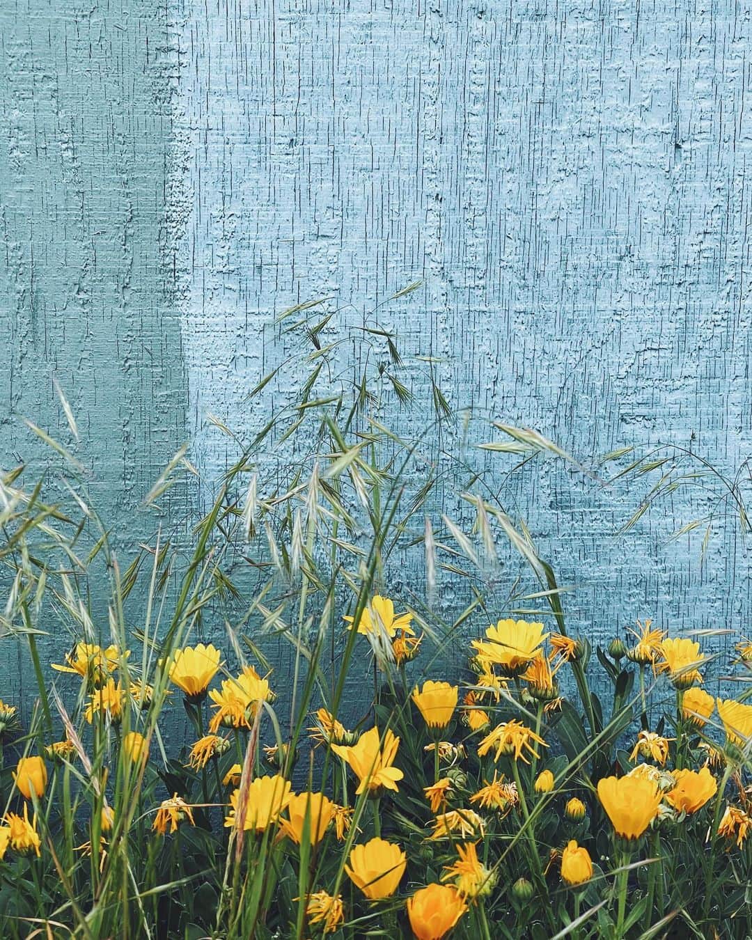 Robin May Flemingのインスタグラム：「Saturday-ing so gently, from the farmer’s market —> a field to run the poodle —> a diner patio for waffles and coffee. I think these colours would make a super pretty cake.」