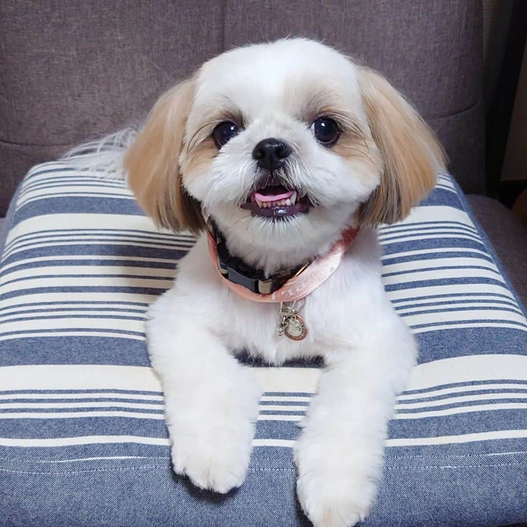 Kukkaのインスタグラム：「はひはひ #シーズー」