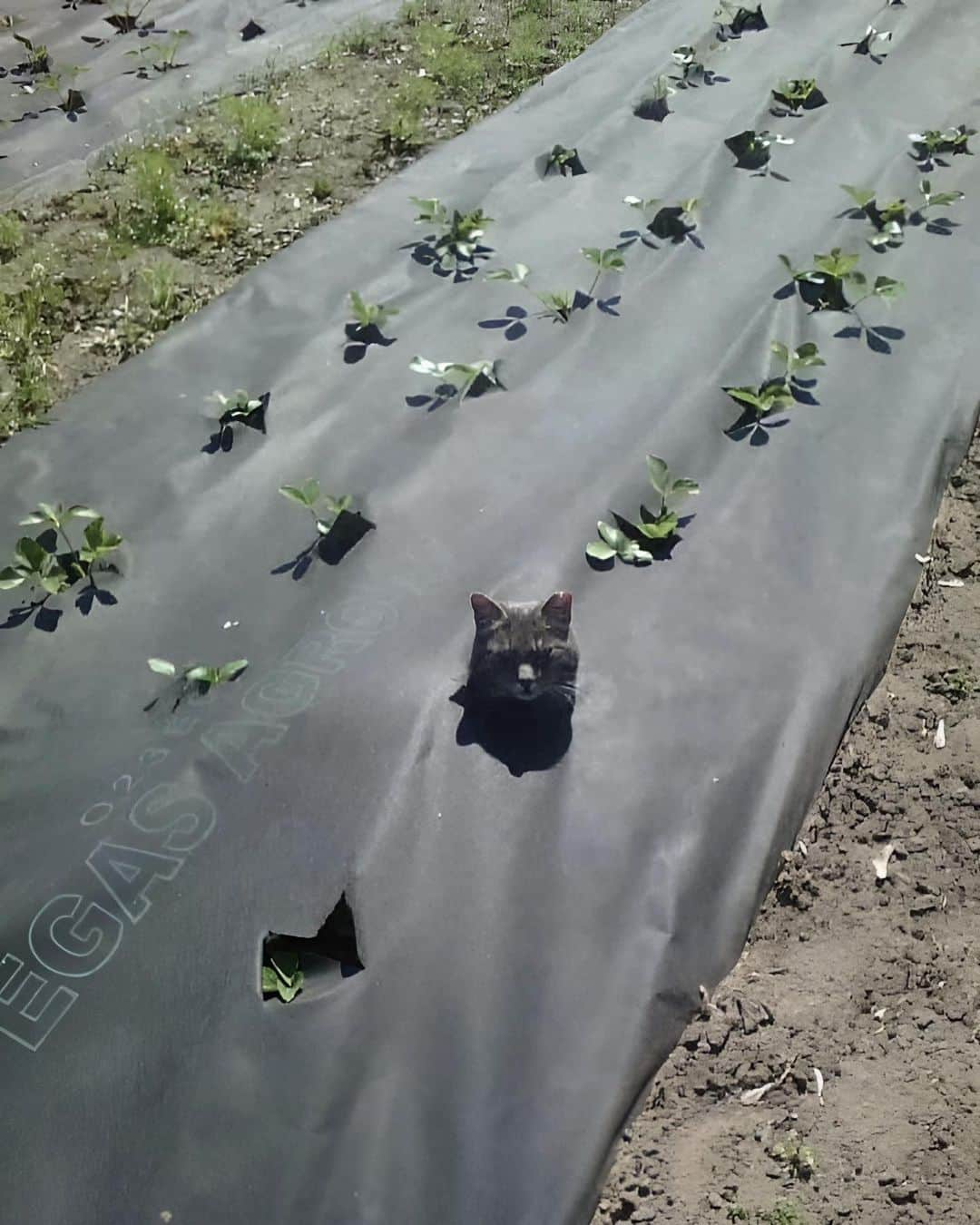 Aww Clubさんのインスタグラム写真 - (Aww ClubInstagram)「The harvest looks promising this year   #meowed #cutecat #cat #weirdcatbehavior #farming #harvest」5月28日 17時02分 - meowed