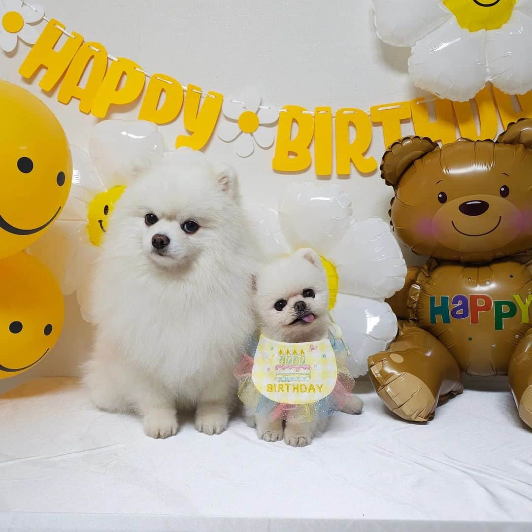 thesoy_yoonsoさんのインスタグラム写真 - (thesoy_yoonsoInstagram)「. 오늘 퐁키의 8살 생일이에요 오늘은 많이 먹고 많이 먹고 또 먹고 또 먹고 세상에서 제일 행복한 강아지가 되어보자♡ 이따 8시쯤 유튜브 라이브로 만나요 함께 축하해 주세요 . 한 살 한살 나이가 들어갈수록 생일이 썩 기분 좋지만은 않지만 무럭 무럭 자라 어느덧 8살 언니가 되어 이렇게 옆에 있어주는것만으로도 고맙고 대견해요 . . . Hello, everyone Let's all celebrate pongki's 8th birthday together See you live on 8 PM (KST)  こんにちは pongki 8回目の誕生日を一緒にお祝いしてください 5月28日午後8時 ライブでお会いしましょう」5月28日 17時50分 - thesoy_yoonso