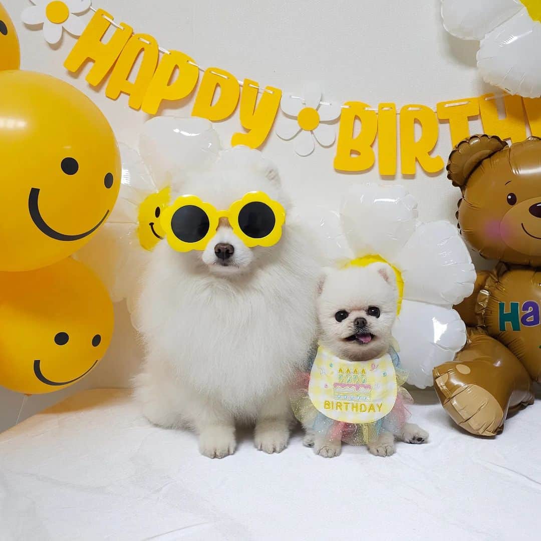 thesoy_yoonsoのインスタグラム：「. 오늘 퐁키의 8살 생일이에요 오늘은 많이 먹고 많이 먹고 또 먹고 또 먹고 세상에서 제일 행복한 강아지가 되어보자♡ 이따 8시쯤 유튜브 라이브로 만나요 함께 축하해 주세요 . 한 살 한살 나이가 들어갈수록 생일이 썩 기분 좋지만은 않지만 무럭 무럭 자라 어느덧 8살 언니가 되어 이렇게 옆에 있어주는것만으로도 고맙고 대견해요 . . . Hello, everyone Let's all celebrate pongki's 8th birthday together See you live on 8 PM (KST)  こんにちは pongki 8回目の誕生日を一緒にお祝いしてください 5月28日午後8時 ライブでお会いしましょう」