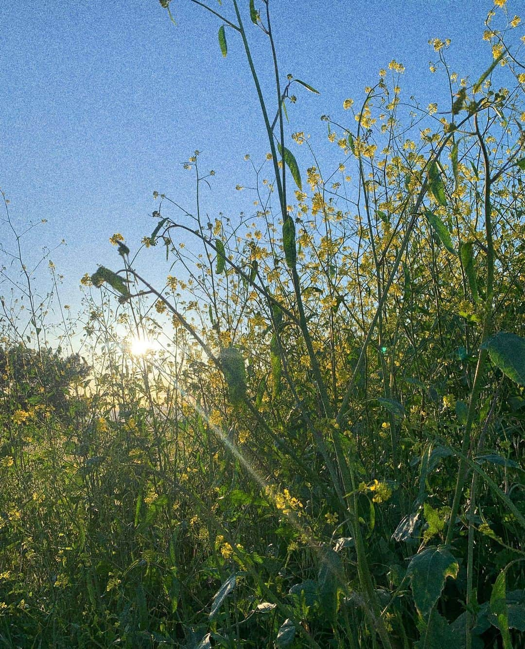 ハイテ・ヤンセンさんのインスタグラム写真 - (ハイテ・ヤンセンInstagram)「💚🌼」5月28日 17時44分 - gaitejansen