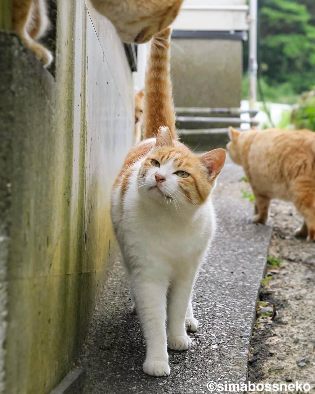 simabossnekoさんのインスタグラム写真 - (simabossnekoInstagram)「・ 見つめる瞳✨いいお顔😸 Cute eyes❣️  4枚目の投稿は動画です。 The 4th post is video. Swipeしてね←←🐾  〜お知らせ〜 minneとメルカリでは『日本の島のごきげんな猫』『キス猫 』『島にゃんこ』のサイン本のセットも販売中です。　  他にも島ねこ日めくりカレンダー2とのセットも❣️ 写真集、カレンダー共に可愛い瞬間がいっぱいです。こちらもぜひ〜🐾  ★minneへは @simabossneko または @p_nyanco22 の プロフィールリンクよりご覧いただけます。  ★メルカリShopsへは、アプリ立ち上げ後「simabossneko's shop」で検索してください。 ・ ・ 【Notice】 At minne shop, we are also selling a set of autographed books of "Nihon no shima no gokigenna neko", "Kiss and Cuddle Cats" and "Island Cats".  ◆Special!  Author ”simabossneko” an  autographed book.  Available now at minne simabossneko's shop Shop URL→ https://minne.com/＠simabossneko  You can jump “minne simabossneko's shop“ directly from the link in @simabossneko or @p_nyanco22 profile. ・ ・ #しまねこ #島猫 #ねこ #にゃんすたぐらむ #猫写真 #cats_of_world #catloversclub #pleasantcats #catstagram #meowed #ig_japan #lumixg9」5月28日 9時00分 - simabossneko