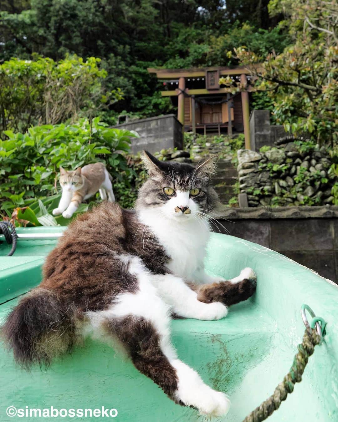 simabossnekoさんのインスタグラム写真 - (simabossnekoInstagram)「・ 見つめる瞳✨いいお顔😸 Cute eyes❣️  4枚目の投稿は動画です。 The 4th post is video. Swipeしてね←←🐾  〜お知らせ〜 minneとメルカリでは『日本の島のごきげんな猫』『キス猫 』『島にゃんこ』のサイン本のセットも販売中です。　  他にも島ねこ日めくりカレンダー2とのセットも❣️ 写真集、カレンダー共に可愛い瞬間がいっぱいです。こちらもぜひ〜🐾  ★minneへは @simabossneko または @p_nyanco22 の プロフィールリンクよりご覧いただけます。  ★メルカリShopsへは、アプリ立ち上げ後「simabossneko's shop」で検索してください。 ・ ・ 【Notice】 At minne shop, we are also selling a set of autographed books of "Nihon no shima no gokigenna neko", "Kiss and Cuddle Cats" and "Island Cats".  ◆Special!  Author ”simabossneko” an  autographed book.  Available now at minne simabossneko's shop Shop URL→ https://minne.com/＠simabossneko  You can jump “minne simabossneko's shop“ directly from the link in @simabossneko or @p_nyanco22 profile. ・ ・ #しまねこ #島猫 #ねこ #にゃんすたぐらむ #猫写真 #cats_of_world #catloversclub #pleasantcats #catstagram #meowed #ig_japan #lumixg9」5月28日 9時00分 - simabossneko