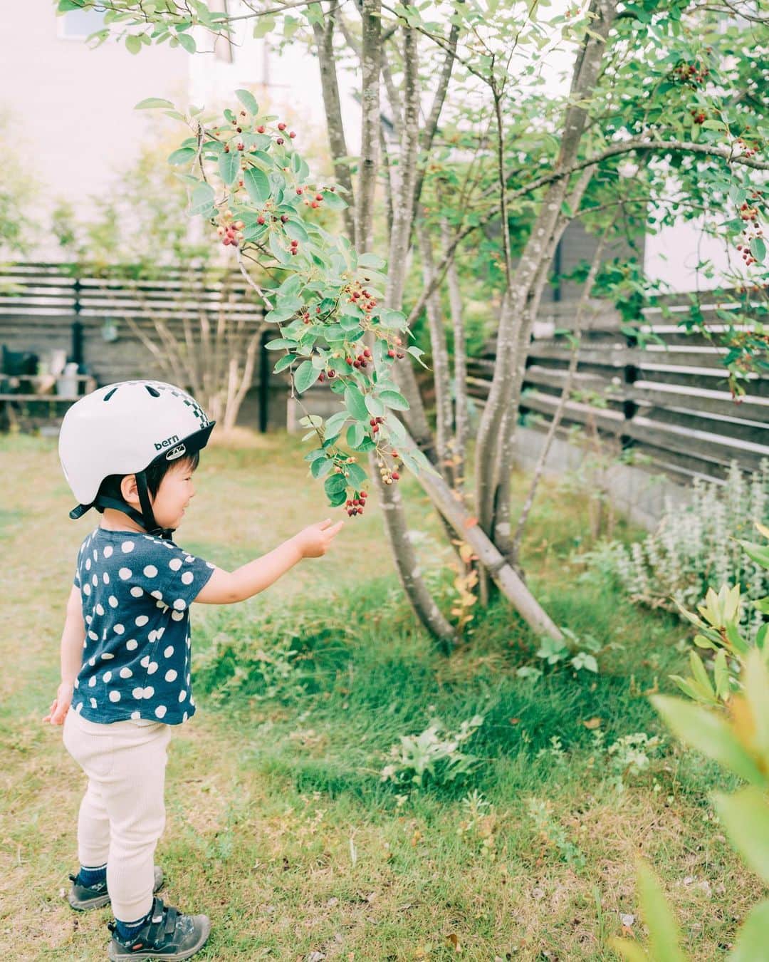 sorayuchiさんのインスタグラム写真 - (sorayuchiInstagram)「・ 息子がストライダーしている間に、私がお庭のジューンベリーの収穫をしていたら、ストライダー乗り捨てて、収穫しに来た人🍒  fujifilm #gfx50r #art_of_japan_ #as_archive #IGersJP #good_portraits_world #indies_gram #RECO_ig #HUEART_life #team_jp_ #japan_daytime_view #Lovers_Nippon #Lovers_Nippon_portrait #bestjapanpics #Raymoment #indy_photolife #photogram_archieve #jp_mood #tokyocameraclub  #tokyo_grapher #pt_life_ #daily_photo_jpn #hubsplanet #pics_jp #photo_life_best #ママカメラ　#無印良品の家」5月28日 9時01分 - sorayuchi