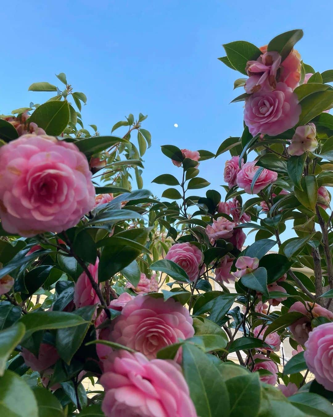 佐藤真瑚さんのインスタグラム写真 - (佐藤真瑚Instagram)「･ ⁡データフォルダを開いて見つけた 花とか空とか緑とか🍃 ⁡ 今日はももこの動物病院と 自分の美容day！ ⁡ 皆さんも心穏やかな 日曜日となりますように🐾」5月28日 9時32分 - _mako0320