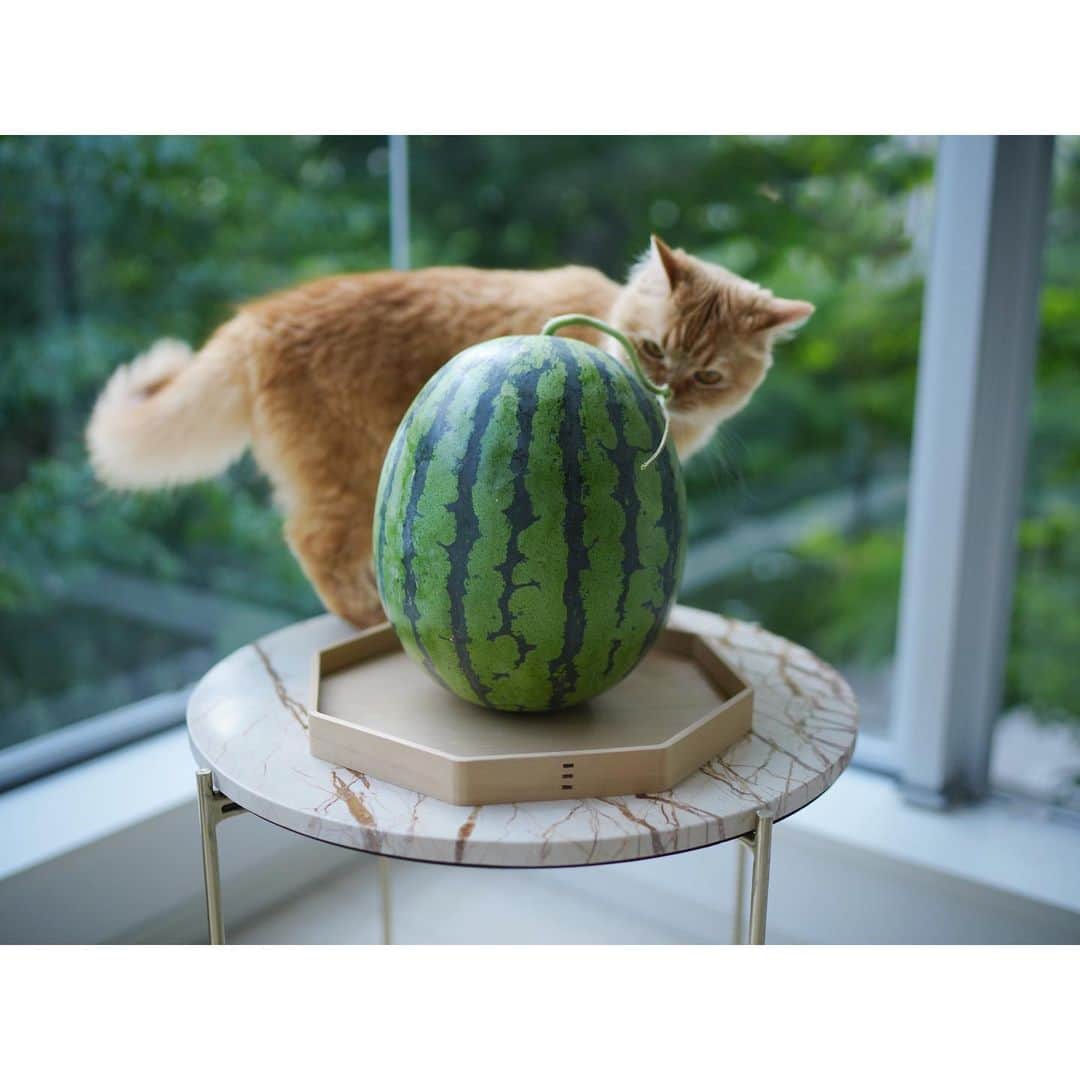石井美保さんのインスタグラム写真 - (石井美保Instagram)「今年も美味しく頂きました。初ものの一木一果。スイカ大好きです。」5月28日 10時06分 - miho_ishii