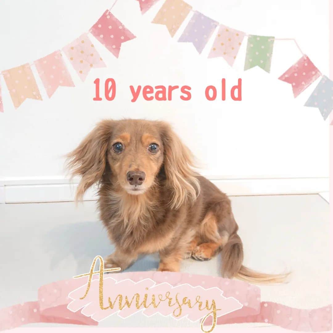 くるみんのインスタグラム：「* 5月28日 あずきちゃん10歳のお誕生日です。 おめでとう🎁  今でも赤ちゃんと間違われる童顔なあずきちゃん こむぎさんには甘えたい放題だった妹気質のあずきちゃん もう10歳なんだね🐶  ひまりをお迎えして、突然お姉ちゃんになったけど、可愛がってくれてる💓 ありがとう☺️  今日はウマウマ食べようね  #カニンヘンダックスの日常 #カニンヘンダックスフンド #カニンヘンダックスフント #カニンヘンダックスフンドチョコタン #カニンヘン #カニンヘンダックス #カニンヘン多頭飼い #カニンヘンの会 #チョコタンダックスフント #チョコタンダックスフンド #チョコタンダックス #チョコタン #ダックス多頭飼い #ダックスフントカニンヘン #ダックスフント #ダックスフンド #ダックス #ダックスの日常 #ダックスフンドカニンヘン #ダックス部 #ダックス短足部 #誕生日 #10歳 #happybirthday #dachshund #dachs #dogstagram #dog #todayswanko #instagramdogs」
