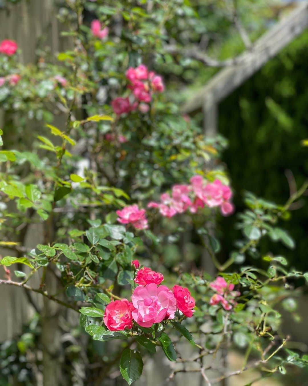 藤原美智子さんのインスタグラム写真 - (藤原美智子Instagram)「昨日、庭の紫陽花をpostしたのだけど、せっかくなので他にも咲いている庭の花々とイチョウの木のスクスク感を備忘録として。  #フスマウツギ #バラ #ブラックベリー #シチヘンゲ #イチョウの木 #ガーデニング #ズボラガーデナー #藤原美智子」5月28日 10時57分 - michiko.life
