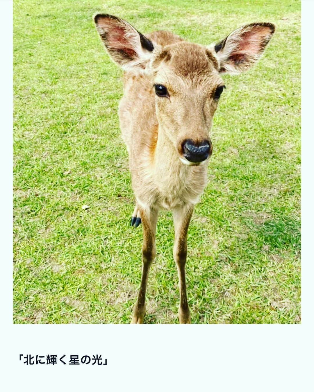 鶴田真由さんのインスタグラム写真 - (鶴田真由Instagram)「noteアップしました。 平城京で感じた日本のはじまり。 そこに吹く風のこと。 北の空に輝く星について。 色々と書きました。 是非、ご覧ください。」5月28日 11時25分 - mayutsuruta