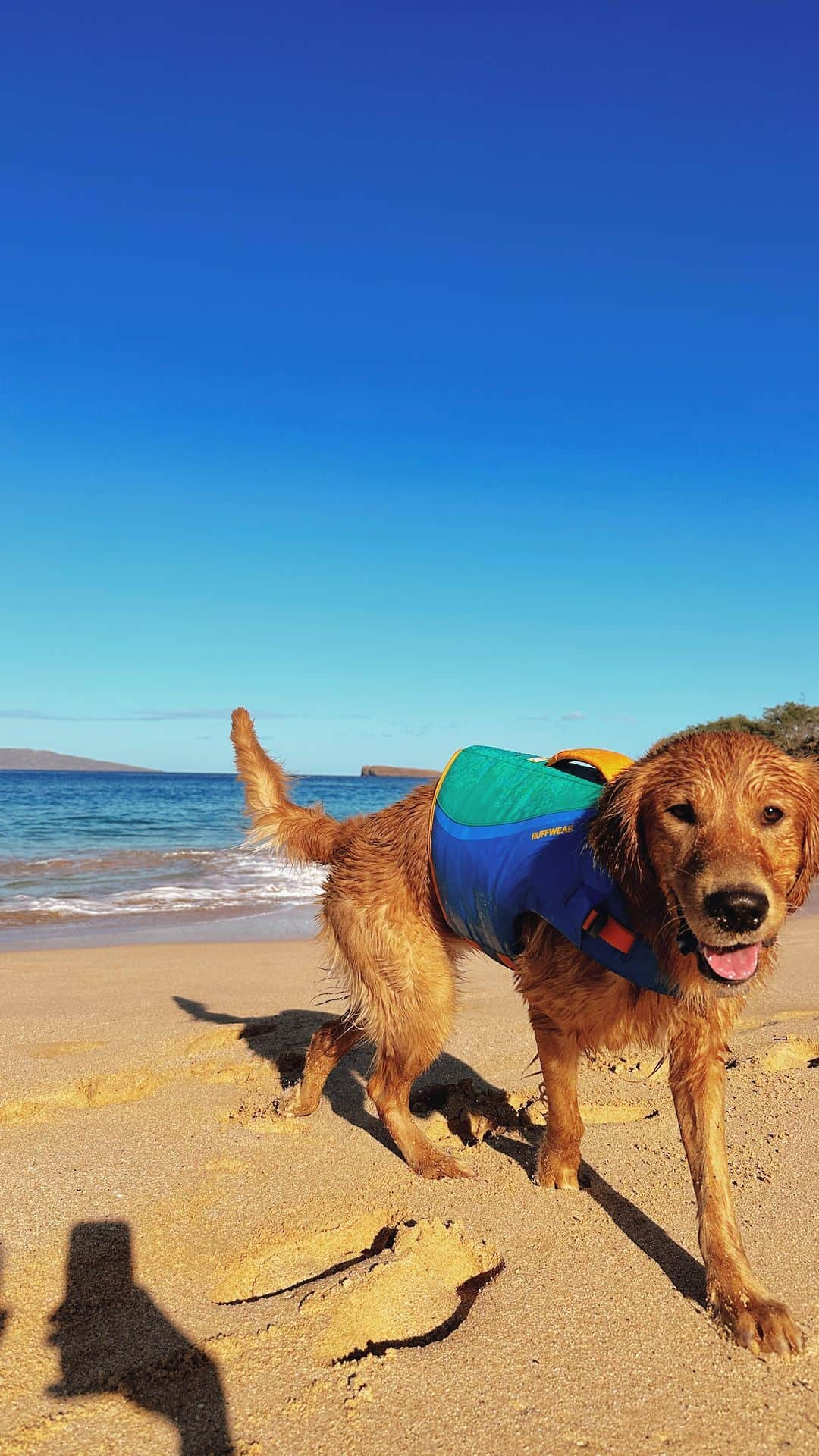 Bodhi & Butters & Bubbahのインスタグラム：「Had the best morning breaking in Keoni’s new @ruffwear life vest! 🩵🐶🏄🏼‍♀️🏝️🫶🏼  #golden #maui #luckywelivehawaii #ruffwear」