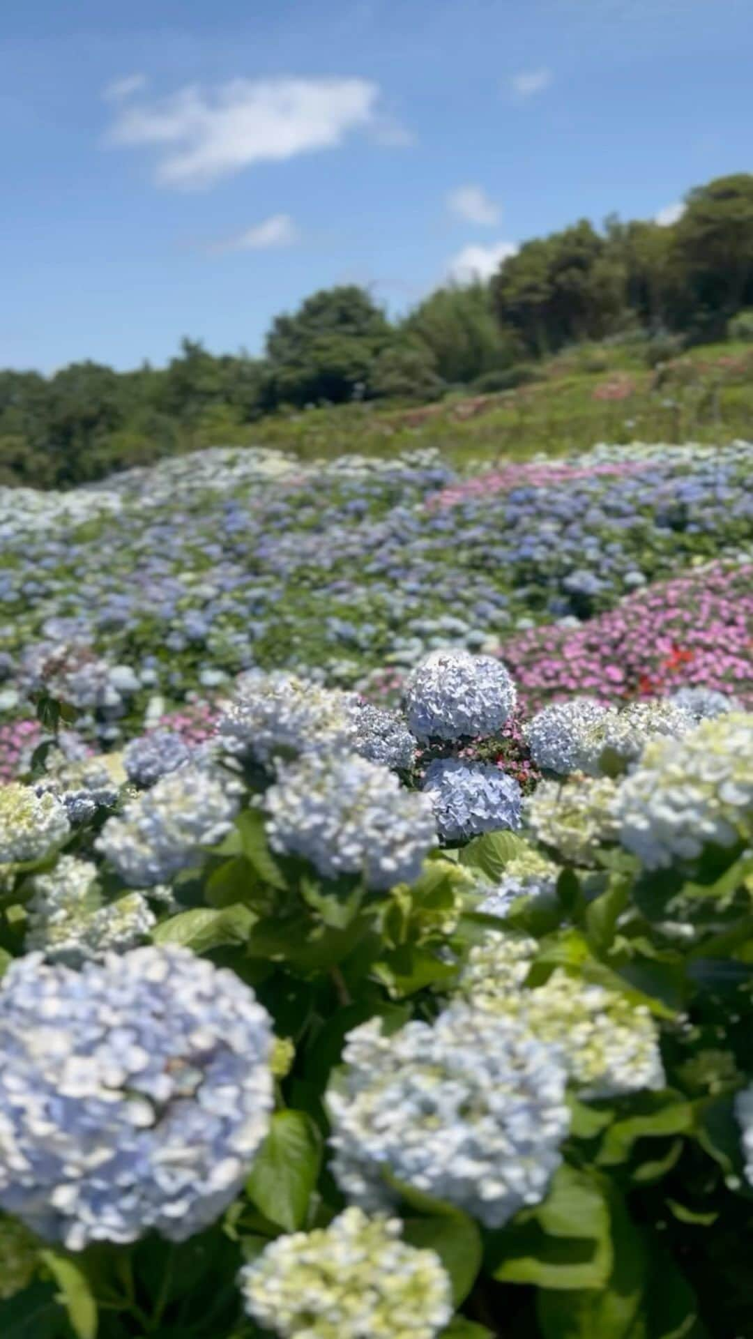 宇珊のインスタグラム：「#高家繡球花園第三園區   繡球花是由一朵朵小花聚集而成，有著「家族」、「友愛」、「團聚」的花語 象徵著家人永遠相親相愛  昨天跟爸媽嫂嫂還有兩個寶貝一起去金山走走 天氣超爆炸熱但看到滿坑滿谷的花 心情還是非常美麗🌹 最近剛好是繡球花的開花期 大家可以把握時間去拍拍網美照喔😆 #我自己是一張都沒拍啦 #用手機用眼睛紀錄美好回憶 #分享給你們💕」