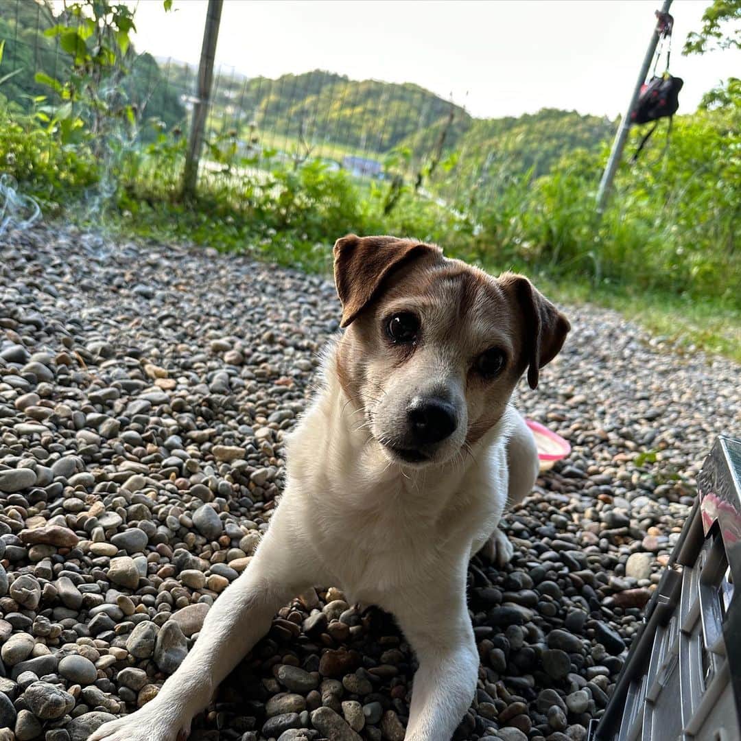 のインスタグラム：「ジャック＆ケルンファミリーがまたまたキャンプ場に遊びに来てくれました⛺️ 蛍見られて良かったです😊 またのお越しをお待ちしております🙇‍♂️  #館山 #手作りキャンプ場 #犬専用　#outtail #dogcamp #平日会員募集中 #フルタイム会員満員御礼 #サブスクキャンプ場 #ドッグラン #ドッグフリーサイト #ワンコキャンプ #outtaildogcamp #犬なしでは生きていけません会#camp #outdoor #アウトドアドッグ#dogcamping #dog_outdoor #ワンコ #dog #doggy #キャンプ」