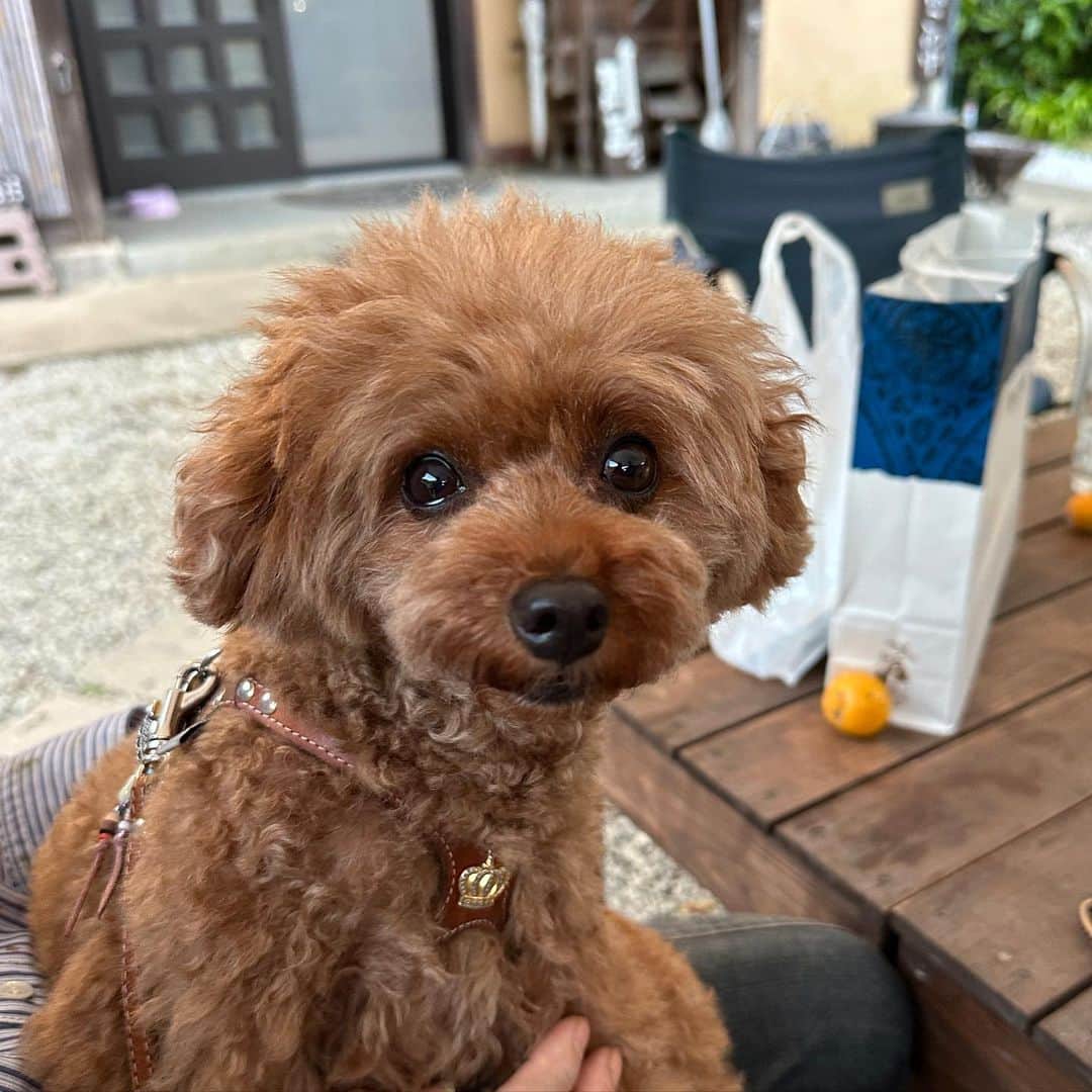 のインスタグラム：「はにゅファミリーがキャンプ場にまたまた遊びに来てくれました‼️ はにゅ足大丈夫かな？？ また元気になって遊びに来て下さい🙇‍♂️  #館山 #手作りキャンプ場 #犬専用　#outtail #dogcamp #平日会員募集中 #フルタイム会員満員御礼 #サブスクキャンプ場 #ドッグラン #ドッグフリーサイト #ワンコキャンプ #outtaildogcamp #犬なしでは生きていけません会#camp #outdoor #アウトドアドッグ#dogcamping #dog_outdoor #ワンコ #dog #doggy #キャンプ」