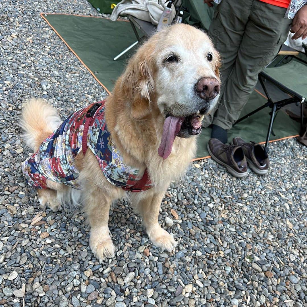 のインスタグラム：「会員の笑くんファミリーがキャンプ場にまたまた遊びに来てくれました⛺️ パパママ色々お手伝いありがとうございました🙇‍♂️ 本当に助かりました‼️ 笑くん脚大丈夫かな またのお越しをお待ちしております🙇‍♂️  #館山 #手作りキャンプ場 #犬専用　#outtail #dogcamp #平日会員募集中 #フルタイム会員満員御礼 #サブスクキャンプ場 #ドッグラン #ドッグフリーサイト #ワンコキャンプ #outtaildogcamp #犬なしでは生きていけません会#camp #outdoor #アウトドアドッグ#dogcamping #dog_outdoor #ワンコ #dog #doggy #キャンプ」