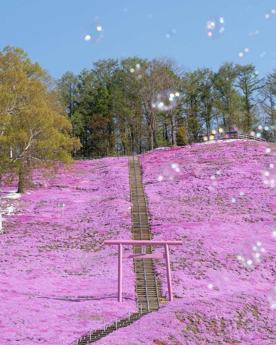 詩歩さんのインスタグラム写真 - (詩歩Instagram)「📷 13rd May 2023 📍北海道 ひがしもこと芝桜公園 / Higashimokoto Shibazakura Park, Hokkaido Japan   360度ピンク色の芝桜ロード🌸 #ひがしもこと芝桜公園 は想像よりかなーり広くて、端から端まで歩いたら15分以上かかるほど😳細い小道もたくさんあってシャッターが止まらない…  園内で販売された #芝桜ソフト は桜がちょこんと乗っていてかわいかった🍦  北海道の投稿はこのタグでまとめています / Posts of this area can be found in this tag.→ #shiho_hokkaido   360 degree pink shiba-zakura road🌸 #HigashimokotoShibazakurapark (#shibazakura is #creepingphlox #mossphlox )  is much bigger than I imagined, it took more than 15 minutes to walk from one end to another. There are many narrow paths and I couldn't stop taking my shutter...The #shibazakurasoft  sold in the park was so cute with a little cherry blossom on it.  Thank you! @k_ng46   ©︎Shiho/詩歩」5月28日 18時01分 - shiho_zekkei
