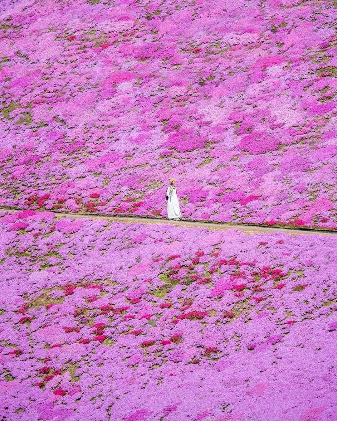 詩歩のインスタグラム：「📷 13rd May 2023 📍北海道 ひがしもこと芝桜公園 / Higashimokoto Shibazakura Park, Hokkaido Japan   360度ピンク色の芝桜ロード🌸 #ひがしもこと芝桜公園 は想像よりかなーり広くて、端から端まで歩いたら15分以上かかるほど😳細い小道もたくさんあってシャッターが止まらない…  園内で販売された #芝桜ソフト は桜がちょこんと乗っていてかわいかった🍦  北海道の投稿はこのタグでまとめています / Posts of this area can be found in this tag.→ #shiho_hokkaido   360 degree pink shiba-zakura road🌸 #HigashimokotoShibazakurapark (#shibazakura is #creepingphlox #mossphlox )  is much bigger than I imagined, it took more than 15 minutes to walk from one end to another. There are many narrow paths and I couldn't stop taking my shutter...The #shibazakurasoft  sold in the park was so cute with a little cherry blossom on it.  Thank you! @k_ng46   ©︎Shiho/詩歩」