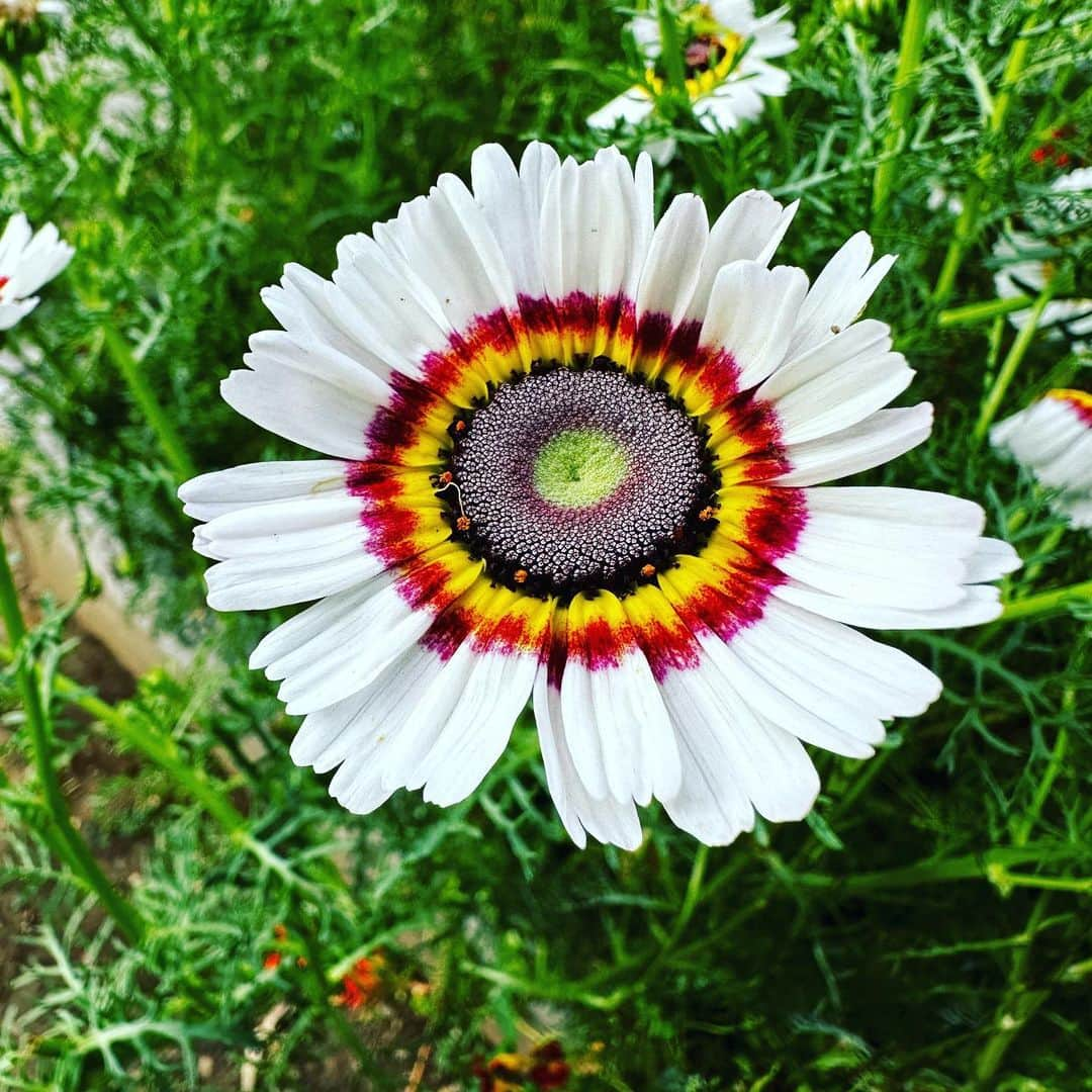 タリン・サザンさんのインスタグラム写真 - (タリン・サザンInstagram)「Long hikes, wild flowers, and finally a day of sunshine after a long stretch of grey. A bit of poetry for the soul. 🤍」5月28日 12時38分 - tarynsouthern