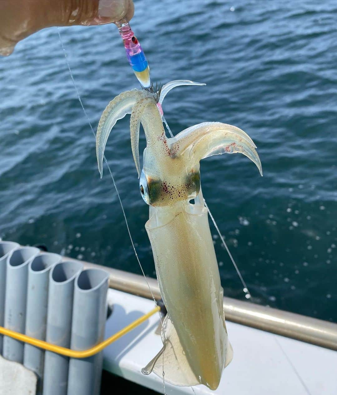 井上直美さんのインスタグラム写真 - (井上直美Instagram)「昨日は大和丸さんからマルイカ釣り🦑 出船前にJOKERのスッテを開発しているリカちゃんから「今日、秘密兵器持ってきたよ」と渡されたスッテがハマり後半は連チャンで秘密兵器スッテでよく釣れました(^^)秘密兵器はカラーだけでは無くてカンナ数が多く太さが若干太い大型サイズ狙いのスッテも出る様ですよ♡釣果は船長が良い群れに当てて下さり44杯でした（9割マルイカ）。 秘密兵器は数量限定で近々（明日？明後日？）に発売するそうなのでJOKERホームページなどをチェックしてみて下さいね。ご一緒して下さいました皆様、ワイワイどすこいありがとうございました(^^)  🐟タックルデータ🐟 ロッド♡アルファタックル アルファソニックマルイカ148MH リール♡テイルウォーク エラン SW VTN73L ライン♡アプロード ソルトマックス GT-R PE 0.8号 リーダー♡アプロード ソルトマックス ショックリーダーモバイル タイプＦ16lb よく乗ったスッテ♡JOKER 秘密兵器 サングラス♡宅配のめがねやさん 船♡小網代 大和丸さん  　#マルイカ　#JOKER  #アルファタックル　#サンヨーナイロン　#宅配のめがねやさん #大和丸　#マルイカ好きな人と繋がりたい」5月28日 12時50分 - naochingyo