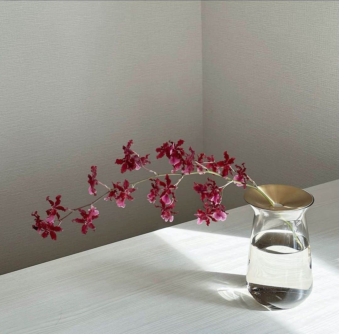 伊藤友奈さんのインスタグラム写真 - (伊藤友奈Instagram)「#botanical#flower #myhome」5月28日 13時41分 - youna.ito