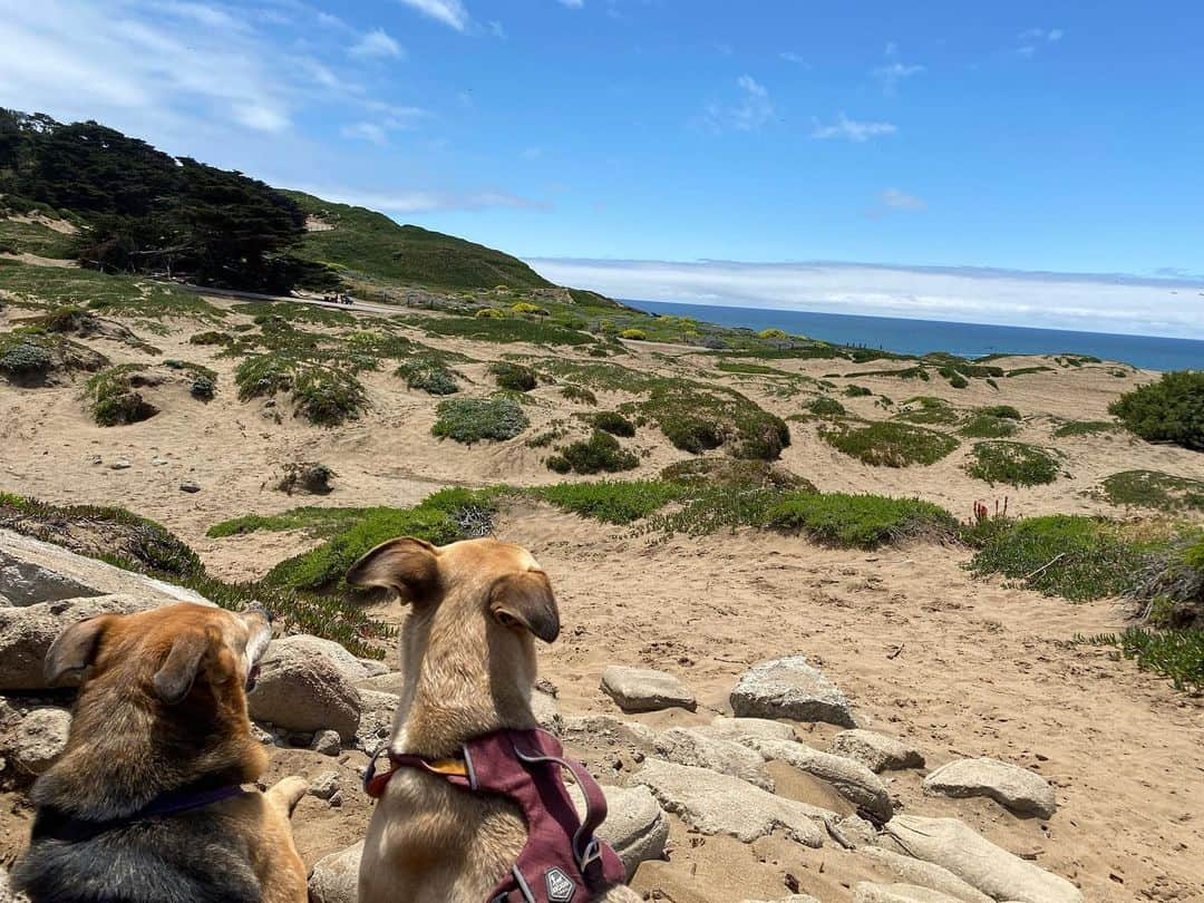 野沢直子さんのインスタグラム写真 - (野沢直子Instagram)「とりあえず一休みするか🐶な、2匹。 海見てなんか考えてるようで、実はなんも考えてないんだろな、、な2匹🐶🐶 かわいい❤️ #dog  #dogs #dogpark」5月28日 13時59分 - naoko.nozawa