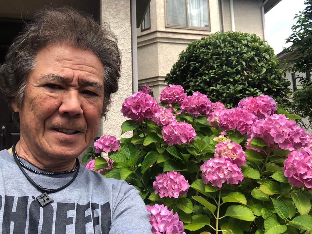 西岡徳馬のインスタグラム：「あらーあっと言うまに‼️  三、四日前に、あー咲き出したなぁと、思ったら今日こんなで！ なんでもかんでも、時の経つのが 早くないかい⁉️ 急ぎ足であるいているようだ、、、 それにしても毎年、 見事に咲いてくれる、 紫陽花よ 　ありがとう😊」